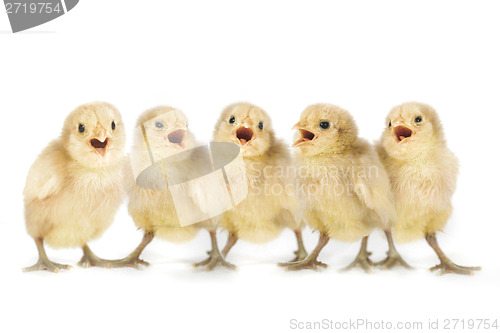 Image of Cute Yellow Baby Chicks Lined Up Singing