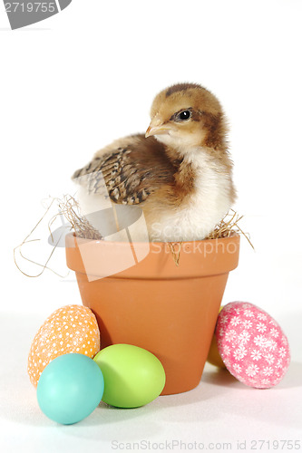 Image of Holiday Themed Image With Baby Chicks and Eggs