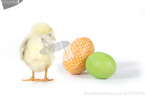 Image of Holiday Themed Image With Baby Chicks and Eggs