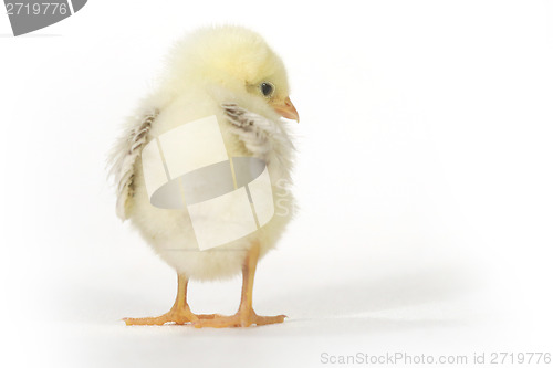 Image of Adorable Baby Chick Chicken on White Background