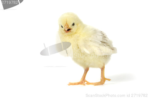 Image of Adorable Baby Chick Chicken on White Background