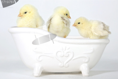 Image of Adorable Baby Chicks in a Bathtub