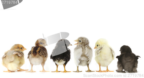 Image of Many Baby Chick Chickens Lined Up on White