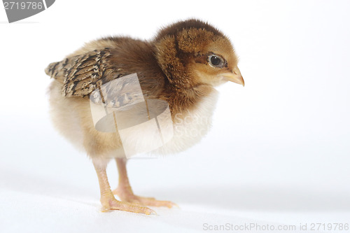 Image of Adorable Baby Chick Chicken on White Background