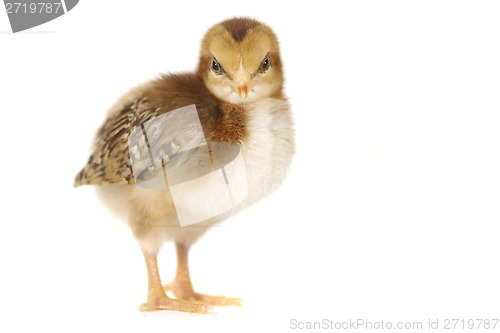 Image of Adorable Baby Chick Chicken on White Background