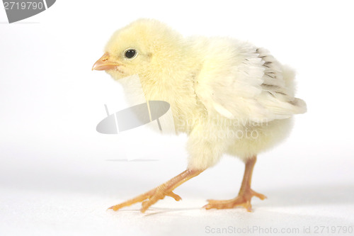 Image of Adorable Baby Chick Chicken on White Background