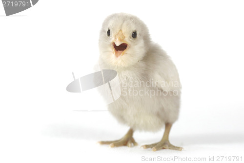 Image of Adorable Baby Chick Chicken on White Background