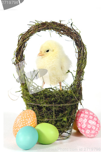 Image of Image With Baby Chicks and Eggs
