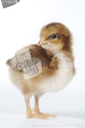 Image of Adorable Baby Chick Chicken on White Background