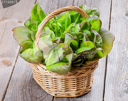 Image of Butterhead Lettuce