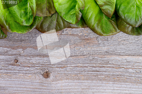 Image of Butterhead Lettuce