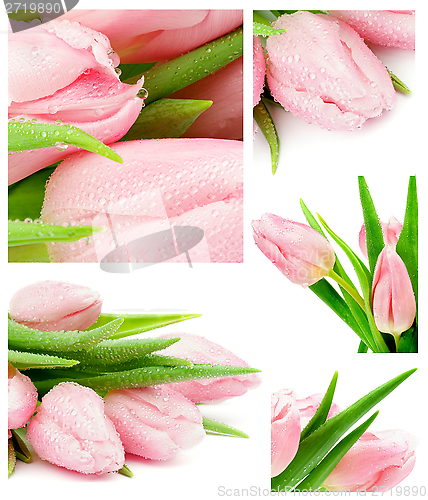 Image of Tulips Collection