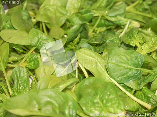 Image of Spinach leaves