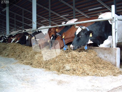 Image of cows