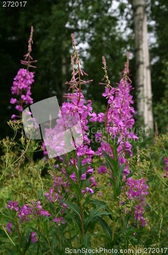 Image of Fireweed