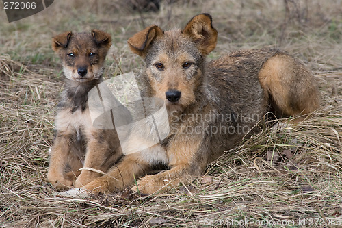 Image of Dogs family