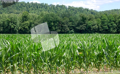 Image of Knee High By The Fourth Of July