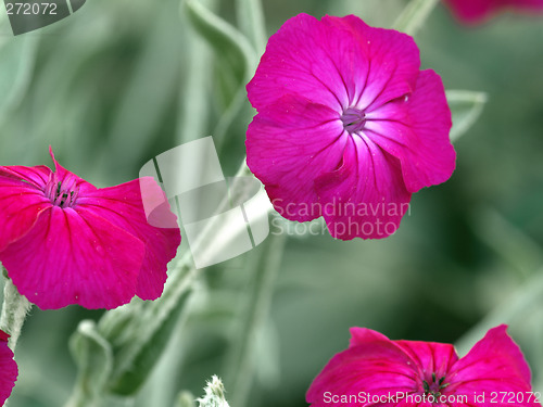 Image of pink flowers