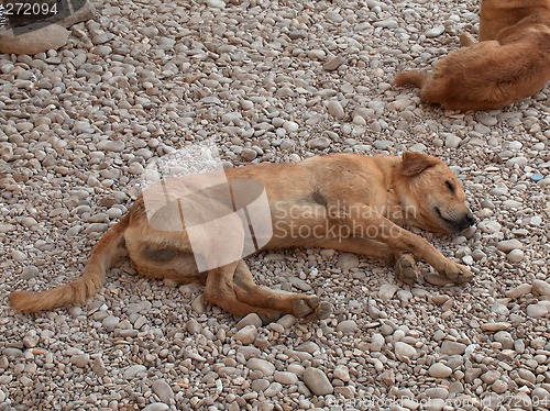 Image of A stray hungry dog lying on a ground.