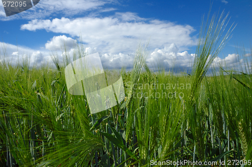 Image of Field in Soft light # 03