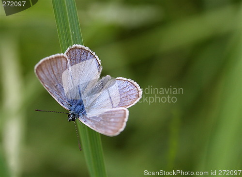 Image of Blue butterfly