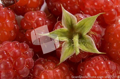 Image of berry