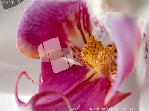 Image of orchid