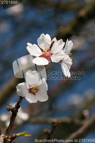 Image of White flowers of tree 