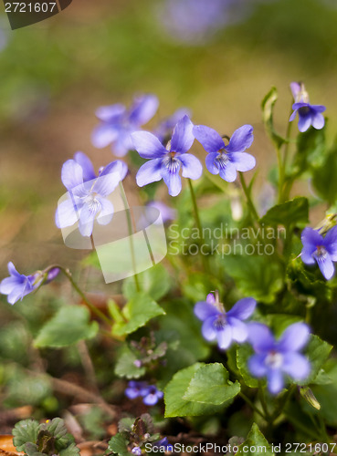Image of Viola (plant)