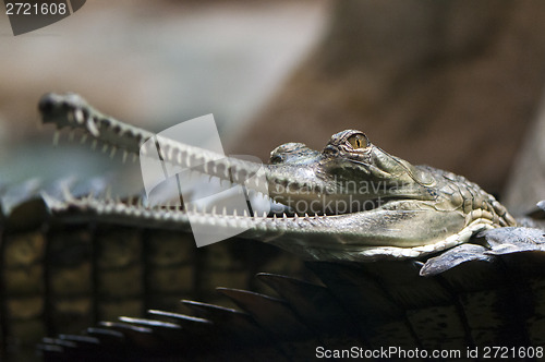 Image of Gharial