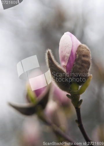 Image of Magnolia bud