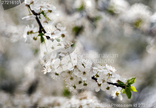 Image of White flowers of tree in spring