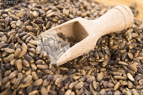 Image of Seeds of a milk thistle (Silybum marianum, Scotch Thistle, Maria