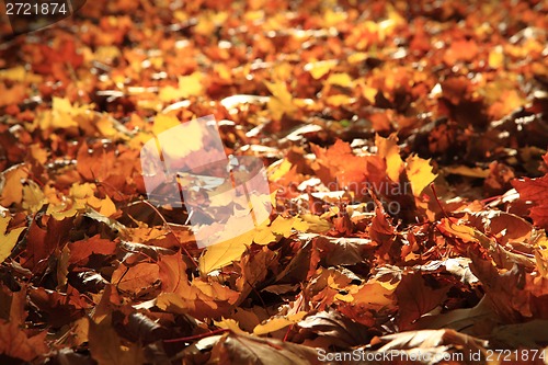 Image of autumn leaves background