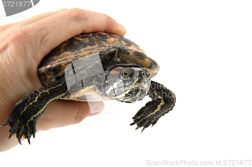 Image of water turtle in human hand 