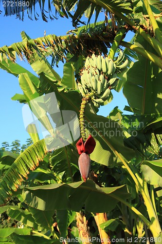 Image of Banana palm tree from the Greece