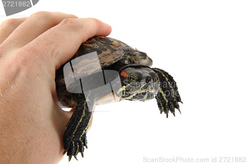 Image of water turtle in human hand 