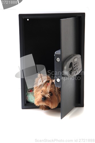 Image of dog in the safe 