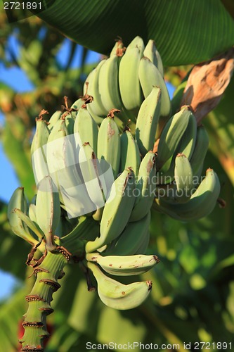 Image of Banana palm tree from the Greece