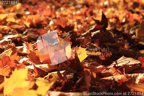 Image of autumn leaves background