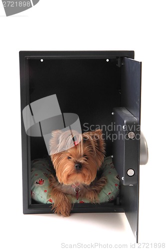 Image of dog in the safe 