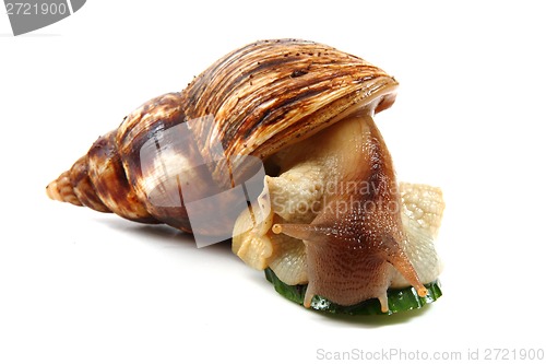 Image of achatina snail
