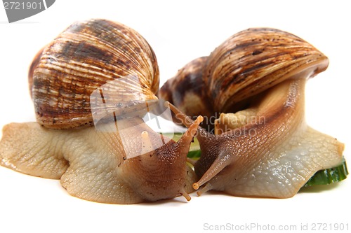 Image of two achatina snails 