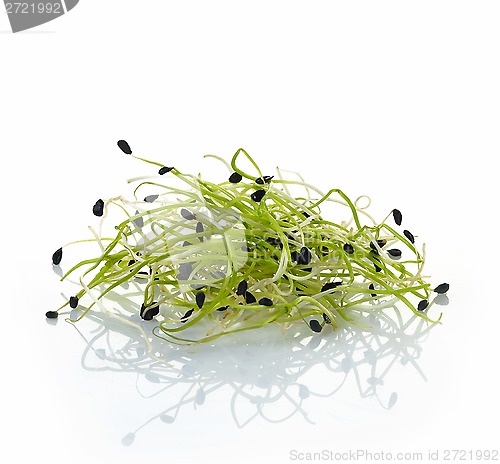 Image of fresh garlic sprouts