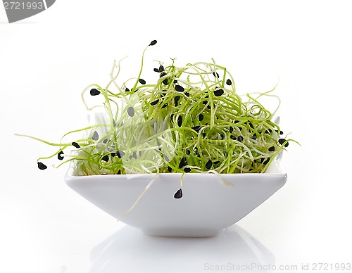 Image of fresh garlic sprouts