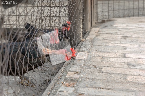 Image of Turkey in the barn eating something