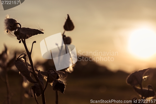 Image of Wild flower in sunset