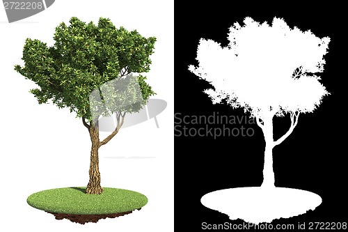 Image of Garden Tree Isolated on White Background.
