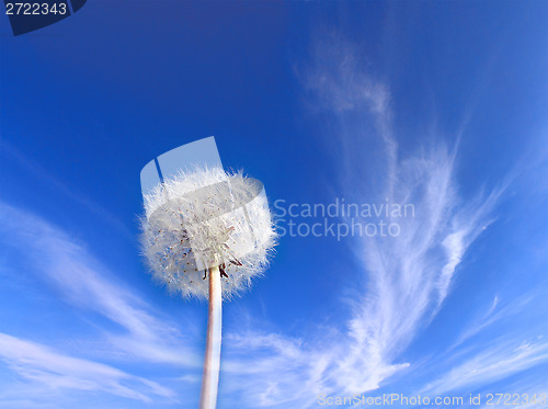 Image of Dandelion