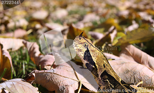 Image of West African gaboon viper